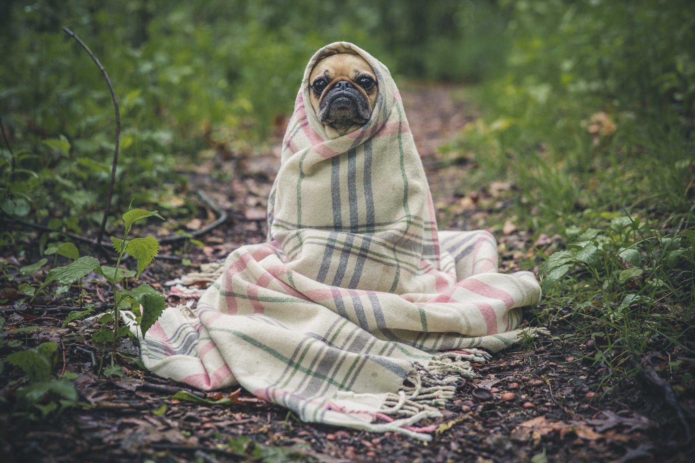 La température en météo